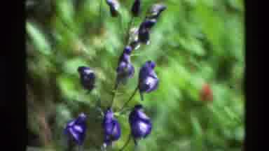 Grand Teton Wyoming USA (1980): High Meadow With Purple Flowers And Green