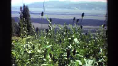 Grand Teton Wyoming USA (1980): Plants Swaying In The Wind