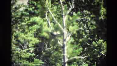 Grand Teton Wyoming USA (1980): Tree In A Forest Of Greenery And Vegetation During