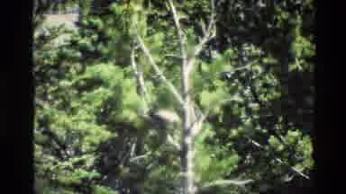 Grand Teton Wyoming USA (1980): Observation Of Birds In Their Natural Habitat In