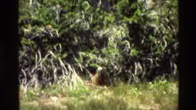 Grand Teton Wyoming USA (1980): Brown Colored Monkey Is Sitting Near To Bushes