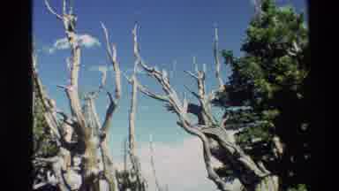 Grand Teton Wyoming USA (1980): Dead Trees Stand Next To Live Conifer Trees Below