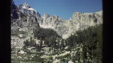 Grand Teton Wyoming USA (1980): Small Wooded Area With Green Pine Trees At The