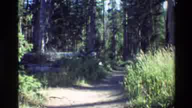 Grand Teton Wyoming USA (1980): Walking Path In The Middle Of The Woods Surrounded