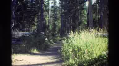 Grand Teton Wyoming USA (1980): Forest And Wildlife