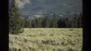 Grand Teton Wyoming USA (1980): Large Grass Field Surrounded By Pine Trees With A