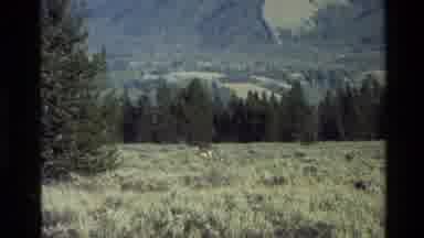 Grand Teton Wyoming USA (1980): That Is The Very Big Hill Near The Deep Forest