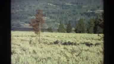 Grand Teton Wyoming USA (1980): Park Sign Meadow Animals Wandering