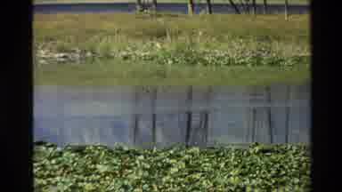 Grand Teton Wyoming USA (1980): Peaceful Lake With Waterlilies Showing Reflection
