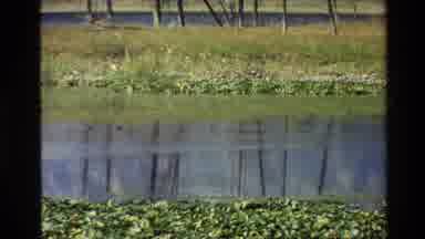 Grand Teton Wyoming USA (1980): Bird Is On The Water