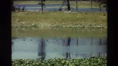 Grand Teton Wyoming USA (1980): Field And Pond With Lots Of Greenery