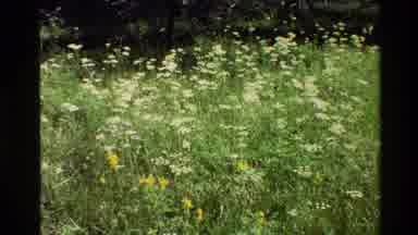 Grand Teton Wyoming USA (1980): White And Yellow Wildflowers Blowing Gently In