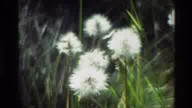 Grand Teton Wyoming USA (1980): Blooming Daffodils And White Bird Sitting By Quiet