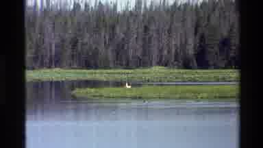 Grand Teton Wyoming USA (1980): Natureza Show With Animals Having Fun