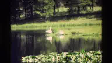 Grand Teton Wyoming USA (1980): Swans Relaxing On A Shoreline Of A Pond