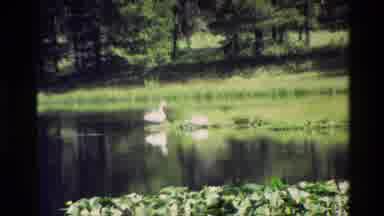 Grand Teton Wyoming USA (1980): Ducks At A Pond Drinking And Then A A Mountain