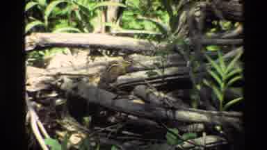 Grand Teton Wyoming USA (1980): Wood From Down Trees Shown In A Nature Environment