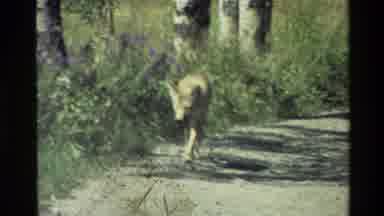 Grand Teton Wyoming USA (1980): Coyote Walking On Dirt Path On A Bright Sunny Day