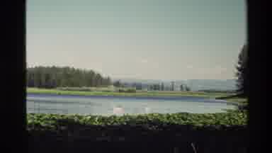 Grand Teton Wyoming USA (1980): Two White Swans Feeding On Mountain Lake Sunny Day