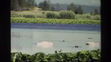 Grand Teton Wyoming USA (1980): Beautiful White Swan Dunking Its Head In The Still