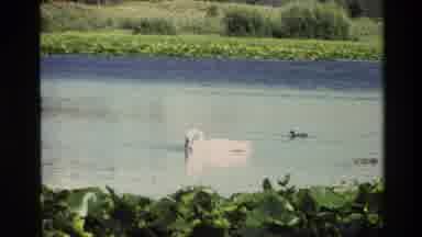 Grand Teton Wyoming USA (1980): The Beautiful Swan Is Floating In Water Searching
