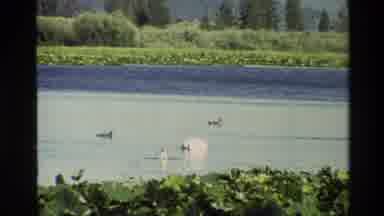 Grand Teton Wyoming USA (1980): Animals In River