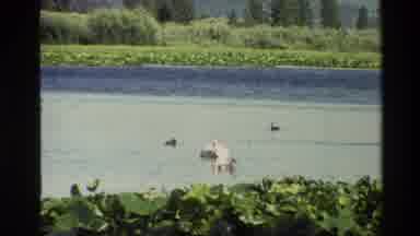 Grand Teton Wyoming USA (1980): White Swan With Three Ducks Are Relaxing In A Pond
