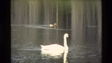 Grand Teton Wyoming USA (1980): Viewing Of Ducks In The Pond