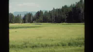 Grand Teton Wyoming USA (1980): Swan Swimming On A Lake And A Rabbit In A Field Of