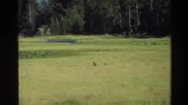 Grand Teton Wyoming USA (1980): Green Forest View
