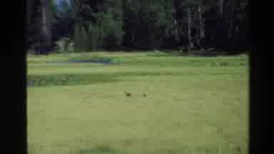 Grand Teton Wyoming USA (1980): Clip Of Wild Baby Ducks Swimming In A Pond And A