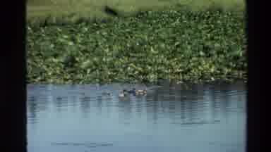 Grand Teton Wyoming USA (1980): Six Ducks Swimming In Water On A Bright Sunny Day