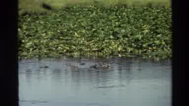Grand Teton Wyoming USA (1980): Ducks Swimming Freely In A Pond To Feed Their