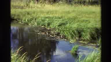 Grand Teton Wyoming USA (1980): Beautiful Swamp Green Grass Dirt Big Trees And