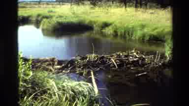 Grand Teton Wyoming USA (1980): Nice Lake Full Of Grass On A Beautiful Sunny Day