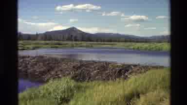 Grand Teton Wyoming USA (1980): Dam Made Of Stones To Hold Water C Forest Around