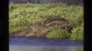 Grand Teton Wyoming USA (1980): Flowing River With Beaver Dam On The Bank And