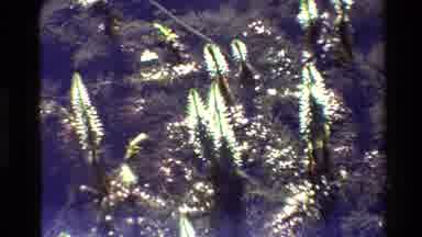 Grand Teton Wyoming USA (1980): Alligator Or Hippo Streams Freely Down River In