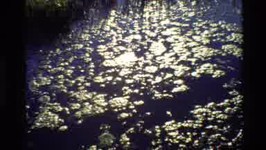 Grand Teton Wyoming USA (1980): Stagnant Murky Black Water Littered With A