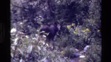 Grand Teton Wyoming USA (1980): Free Horse Lifestyle