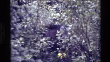 Grand Teton Wyoming USA (1980): Tree Branches Sway From A Large Animal Crashing