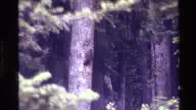 Grand Teton Wyoming USA (1980): A Mountain Around Forest