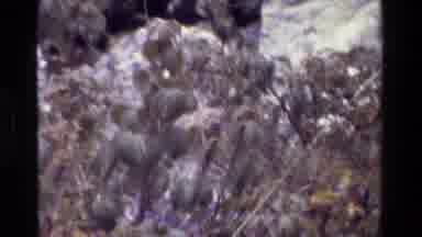 Grand Teton Wyoming USA (1980): Tree With Leaves And A Large Rock Behind It Taken