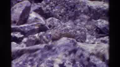 Grand Teton Wyoming USA (1980): Footage Of Rocks And Boulders As Seen In Natural