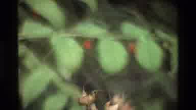 Grand Teton Wyoming USA (1980): Green Leaf With Red Thing And Very Blurry Really