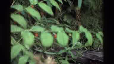 Grand Teton Wyoming USA (1980): Small Red Berries On Bright Green Plant Near