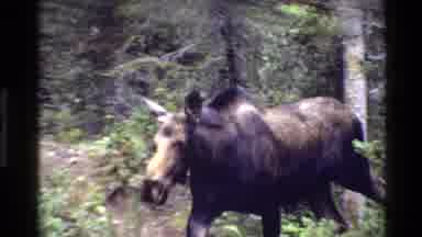 Grand Teton Wyoming USA-1980: Moose Without Antlers Roams Through Clearing In