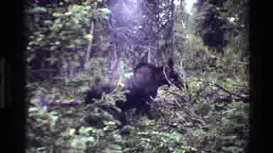 Grand Teton Wyoming USA (1980): Vintage Animal Eating Shrubs In A Forest Calmly