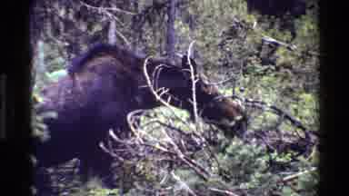 Grand Teton Wyoming USA (1980): Moose Gallops Within Its Natural Forest Habitat