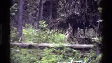 Grand Teton Wyoming USA (1980): Moose In The Mountain Waters